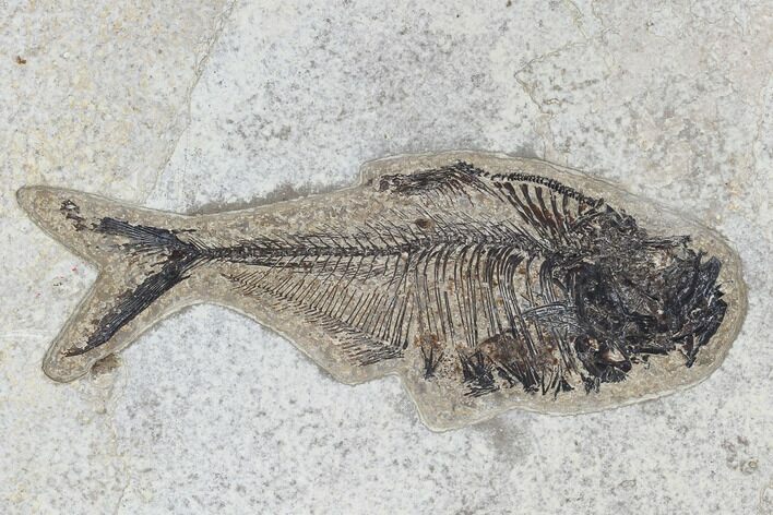 Fossil Fish (Diplomystus) - Green River Formation #115578